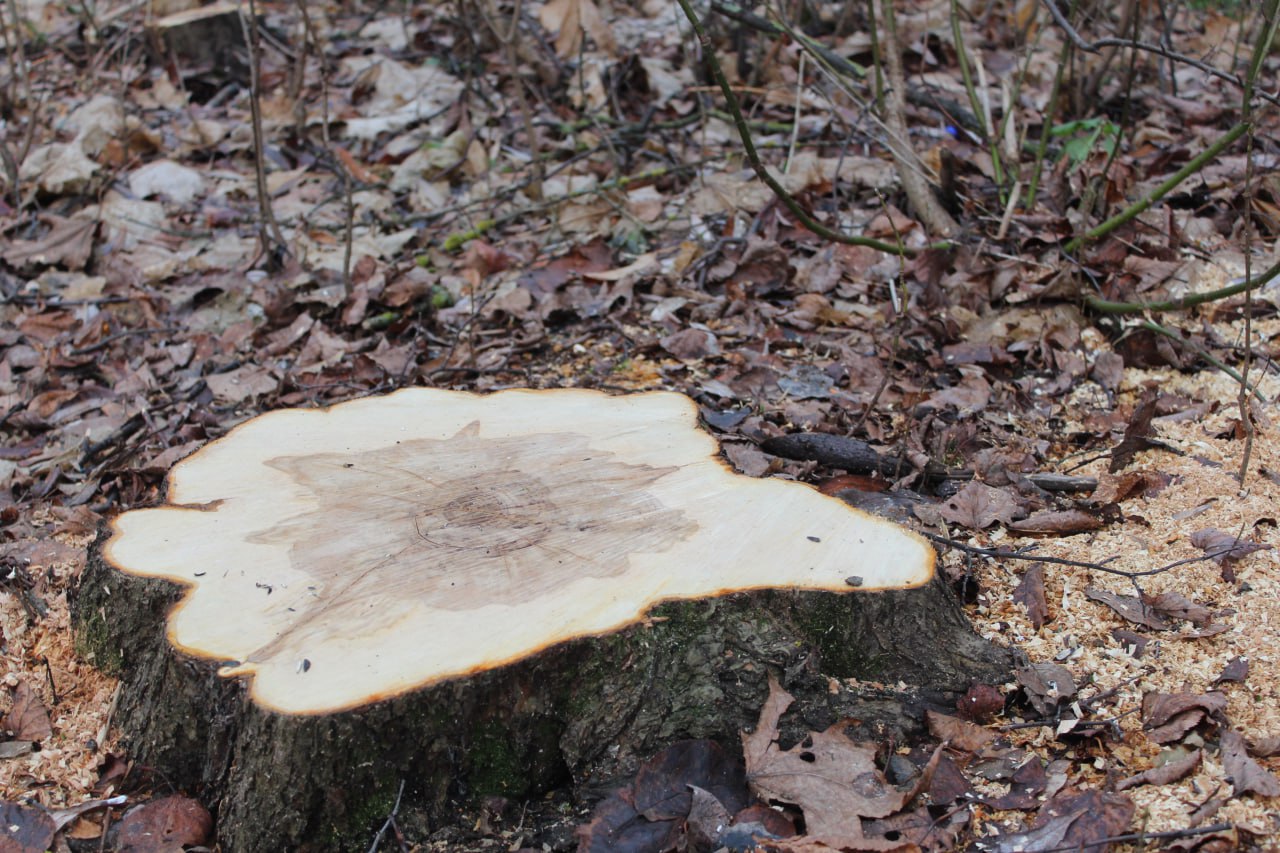 В муниципальный центр управления регионом поступило обращение от жильцов дома о наличии аварийных сухостойных деревьев рядом с детской площадкой. В ответ на обращение сотрудники МБУ оперативно организовали работы по спилу аварийных стволов. Депутаты и представители МБУ совместно с жителями осмотрели участок после выполнения работ: сухие деревья спилены, место благоустроено, риск падения ветвей и угрозы для детей и прохожих устранён.