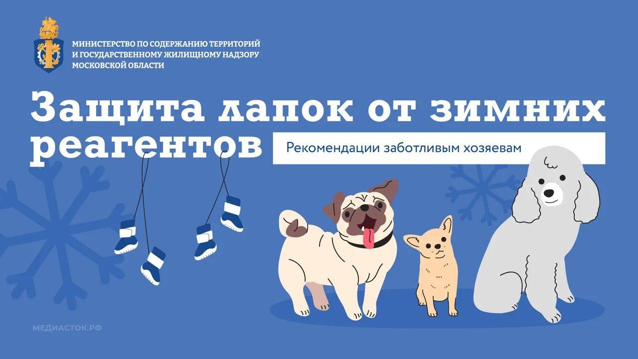 Министерство поделилось рекомендациями по защите лап питомцев от реагентов