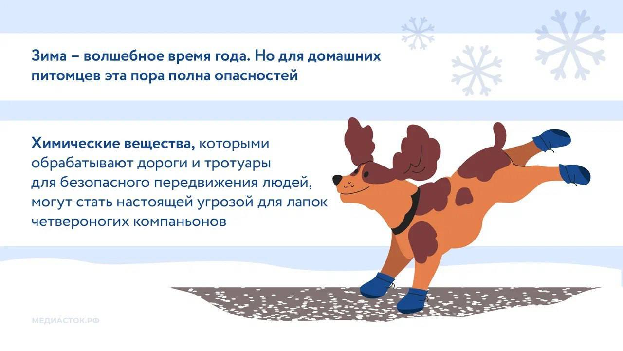 Министерство поделилось рекомендациями по защите лап питомцев от реагентов