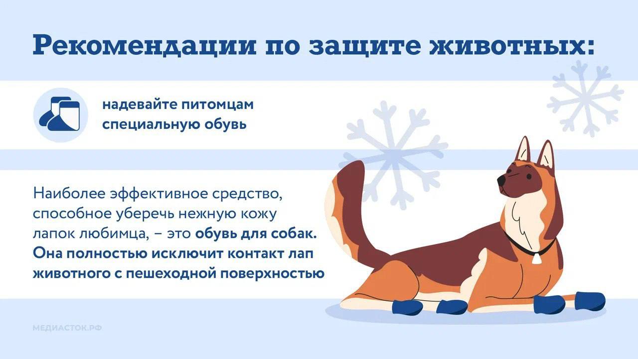 Министерство поделилось рекомендациями по защите лап питомцев от реагентов