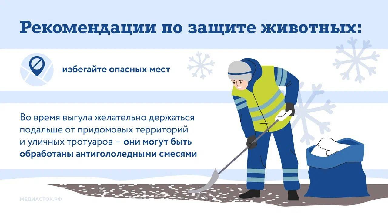 Министерство поделилось рекомендациями по защите лап питомцев от реагентов