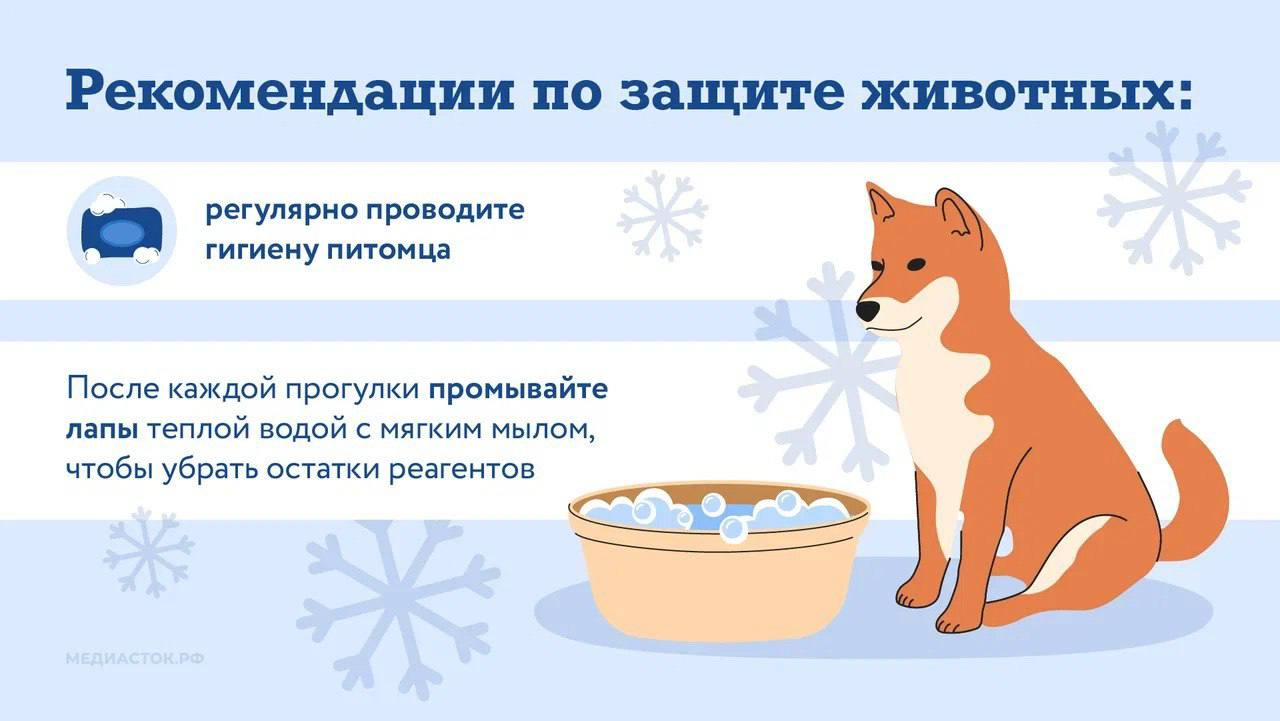 Министерство поделилось рекомендациями по защите лап питомцев от реагентов