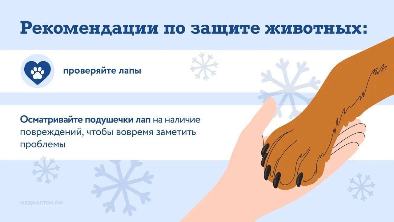 Министерство поделилось рекомендациями по защите лап питомцев от реагентов