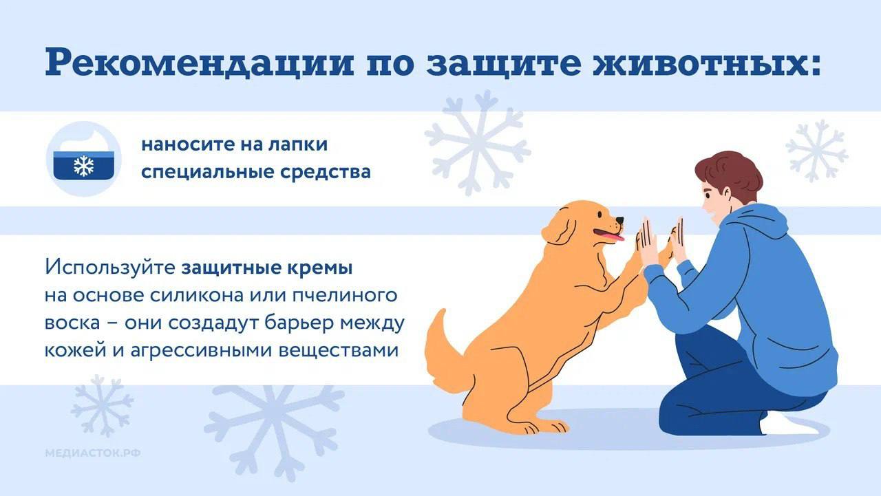 Министерство поделилось рекомендациями по защите лап питомцев от реагентов