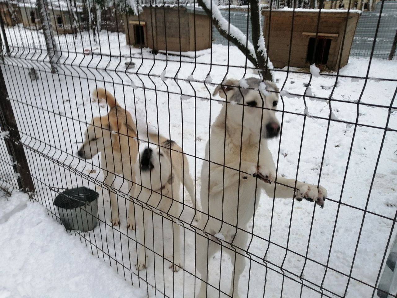 Благотворительная новогодняя инициатива: Актив &laquo;Движения Первых&raquo; города Фрязино дарят тепло тем, кто в нём наиболее нуждается