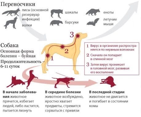 Бешенство - это особо опасное острое вирусное инфекционное заболевание, с абсолютной смертностью. Бешенство можно только предотвратить, средств лечения уже развившегося заболевания не существует.