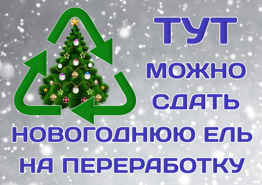 Ненужным живым елкам и пихтам можно подарить вторую жизнь – отправить их на переработку.