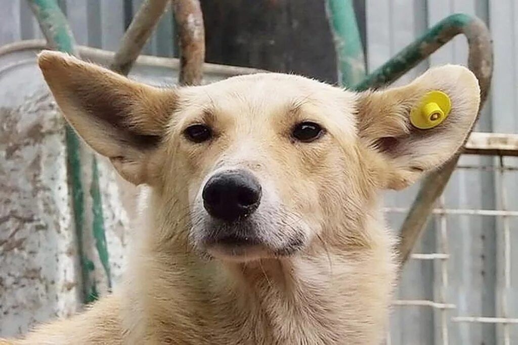 В колл-центр по вопросам безнадзорных собак можно будет обратиться по номеру 112