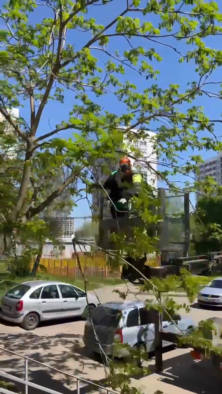 Во Фрязино стало безопаснее! Ликвидировано 17 аварийных деревьев!
