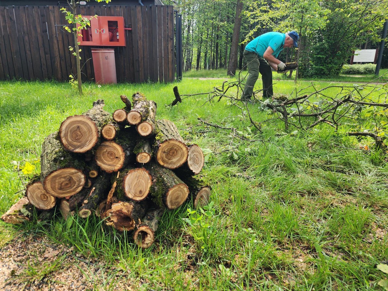 В лесопарке города Фрязино проводят работы по уходу за деревьями