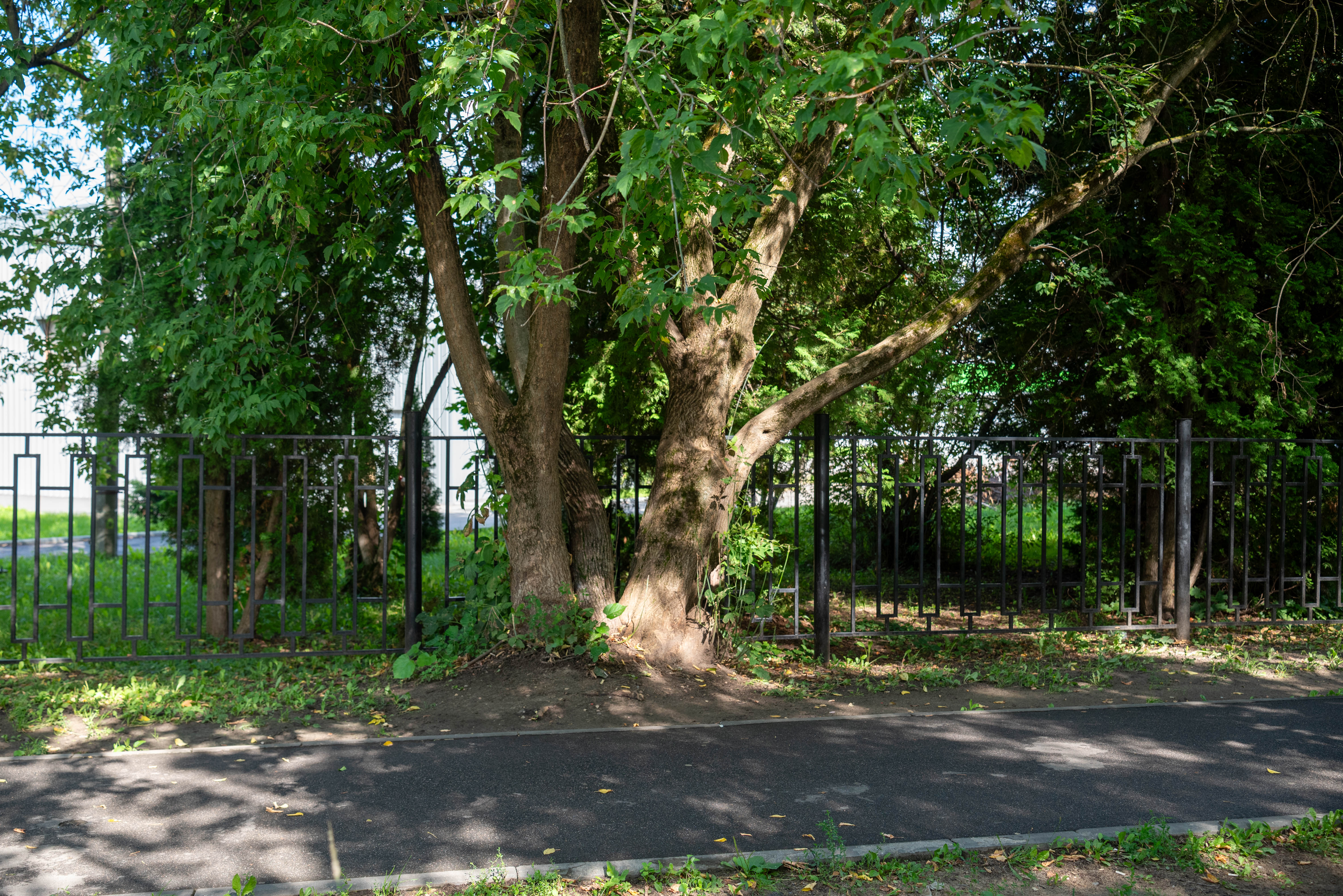 Начальник управления благоустройства, дорожного хозяйства и транспорта Павел Никишкин в рамках обхода территории проверил содержание зеленых насаждений вблии школы №1 у дома №14 по улице Центральной